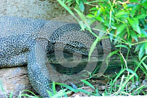 Water monitor lizard on concrete bank of canal