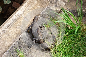 Water monitor lizard on concrete bank of canal