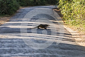 A water monitor - lizard, crossing a road in Sri Lanka