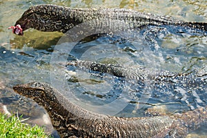 Water monitor lizard eating fish in Sri Lanka