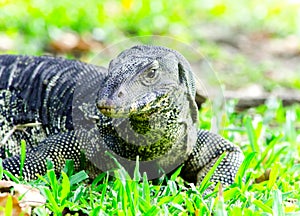 Water monitor lizard on green grass