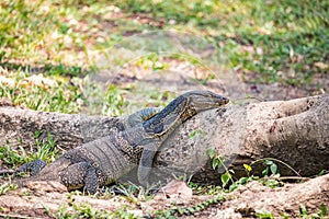 Water monitor lizard laying on a small log