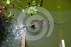 Water Monitor Lizard Swimming