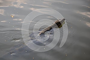 Water monitor lizard swimming in the park