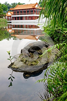 Water monitor lizard (varan) is restin on the stone in the pond