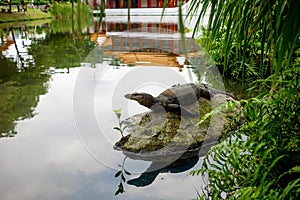 Water monitor lizard (varan) is restin on the stone in the pond