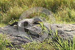Water monitor lizard (varanus salvator)