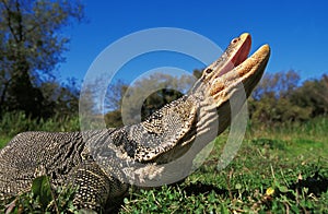 Water Monitor Lizard, varanus salvator, Adult standing on Grass, with Opened Mouth