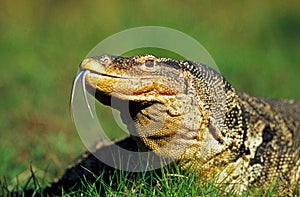 Water Monitor Lizard, varanus salvator, Adult standing on Grass, with Tongue Out