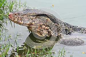 Water monitor lizard, Varanus salvator.