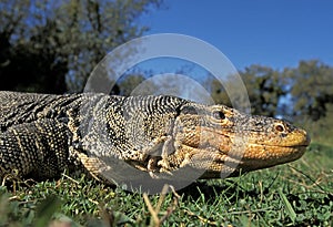 Water Monitor Lizard, varanus salvator, Close-up of Head