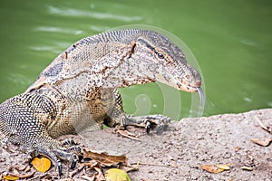 Water monitor lizard varanus salvator photo