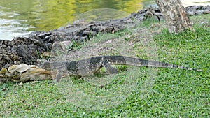 Water monitor lizardVaranus salvator at Lumphini park, Bangkok