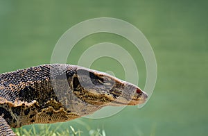 Water monitor in Lumpini Park, Bangkok, Thailand