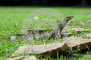 Water monitor raising its head