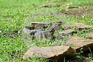 Water monitor resting still on the ground