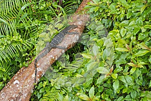 Water Monitor, Sinharaja National Park Rain Forest, Sri Lanka