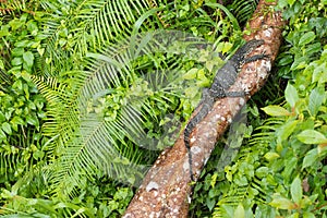 Water Monitor, Sinharaja National Park Rain Forest, Sri Lanka