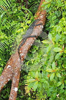 Water Monitor, Sinharaja National Park Rain Forest, Sri Lanka