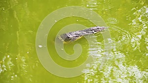Water monitor is swimming in the lake