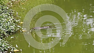 Water monitor is swimming in the lake