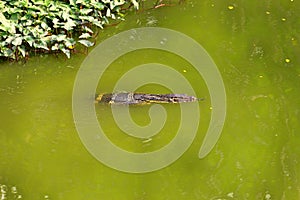 Water monitor is swimming in the lake