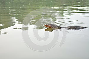 Water monitor swimming in pond