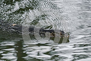 Water monitor swimming in water