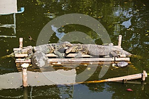 Water monitor in Thailand