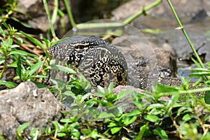 Water monitor varanus niloticus in South Africa