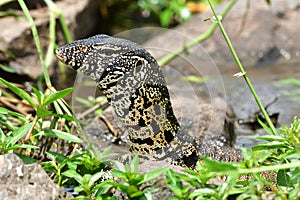 Water monitor varanus niloticus in South Africa