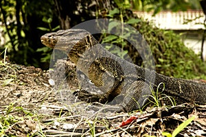 Water monitor (Varanus Salvator)