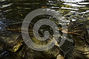 Water monitor (Varanus Salvator)