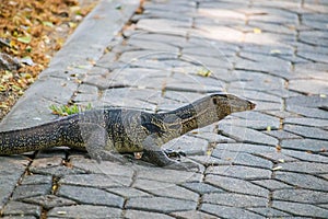 The Water monitor, (Varanus salvator) the large species of monitor lizard