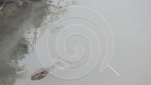 Water monitor or Varanus salvator swimming in wastewater