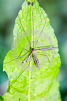 Water mosquito on a leaf