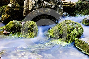 Water and moss