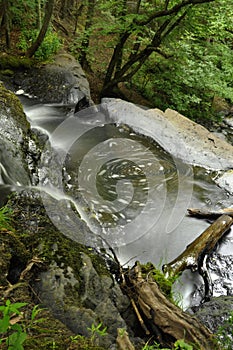 Water Movement, Forest Creek