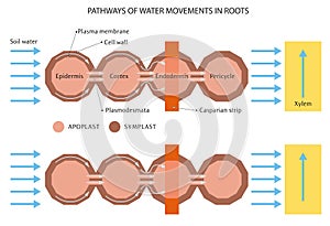 Water movement in roots photo