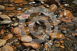 Water Moving in Stream - One Red Leaf