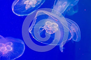 In the water with a muffled light swims a very beautiful creature named jellyfish. It seems to merge with the surrounding water