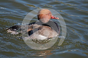 Water off a ducks back