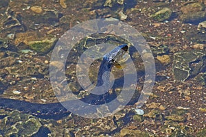 Water oh. Nonpoisonous snake in the river.