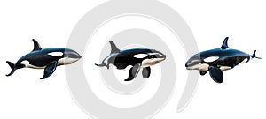 water orca animal