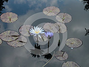 Water orchid and lillies with sky reflection