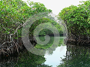 Water paths through the jungle, panama