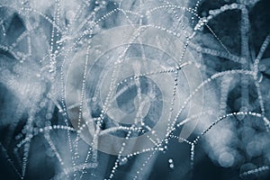 Water pearls in a spider web background