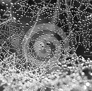 Water pearls on a spider web in black and white