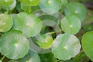 Water Pennywort , Centella Asiatica leaf