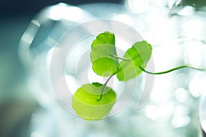 Water pennywort macro close up view photo